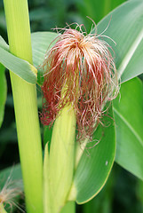 Image showing Blooming corn in the garden close up