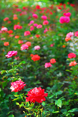 Image showing Roses