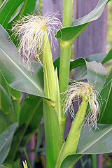 Image showing Blooming corn in the garden close up