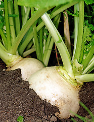 Image showing Two large white turnips on a bed in the ground very close up    