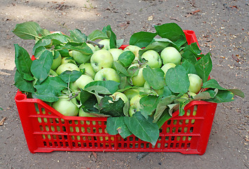 Image showing Green apples in a red box on the ground 