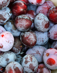 Image showing Plum closeup as background