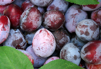 Image showing Plum closeup as background