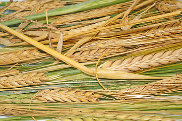 Image showing Ripe and green wheat as background