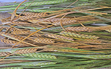 Image showing Ripe and green wheat as background