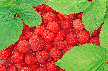 Image showing Raspberries decorated with green leaf as background    