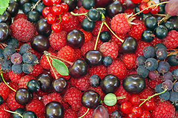 Image showing Assorted berries (raspberries, black and red currants, Saskatoon