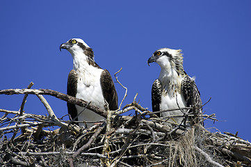 Image showing Osprey in nest