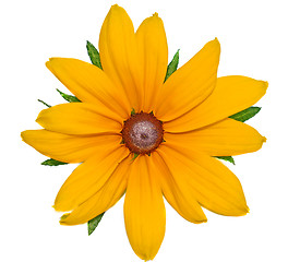 Image showing Big yellow flower Rudbeckia closeup isolated on white  