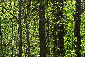 Image showing Green spring forest