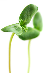 Image showing Green sprouts