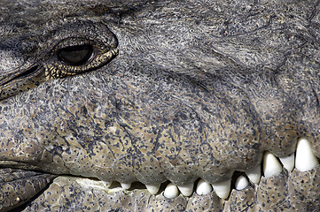 Image showing Crocodile everglades state national park florida usa