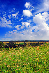 Image showing Summer landscape