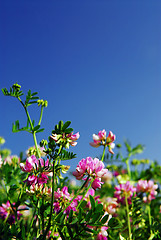 Image showing Summer meadow