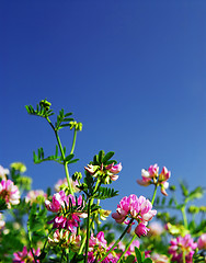 Image showing Summer meadow