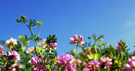 Image showing Summer meadow