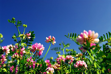 Image showing Summer meadow