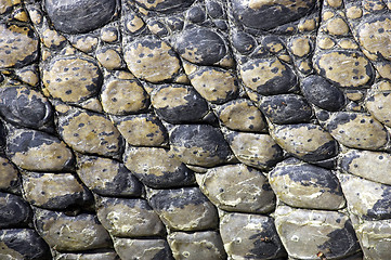 Image showing Crocodile everglades state national park florida usa