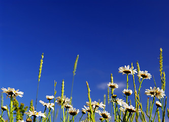 Image showing Summer meadow