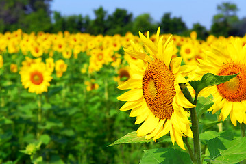 Image showing Sunflower field