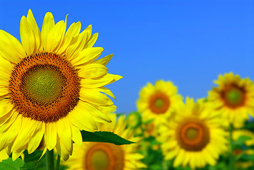 Image showing Sunflower field