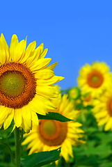 Image showing Sunflower field