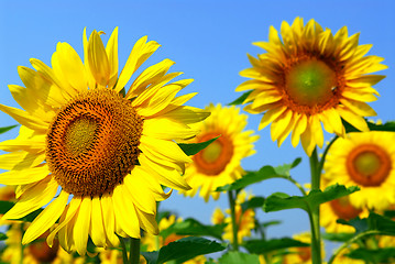 Image showing Sunflower field