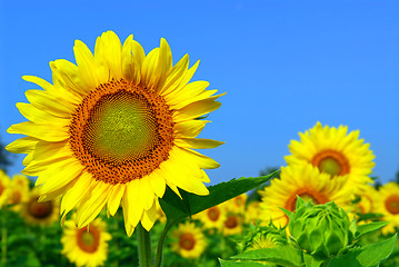 Image showing Sunflower field