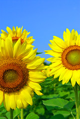 Image showing Sunflower field