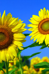 Image showing Sunflower field