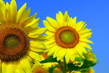 Image showing Sunflower field