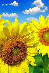 Image showing Sunflower field