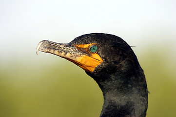 Image showing Double crested Cormorant everglades state national park florida usa