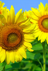 Image showing Sunflower field