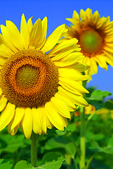 Image showing Sunflower field