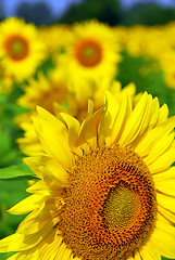 Image showing Sunflower field