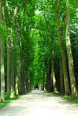 Image showing Road and trees