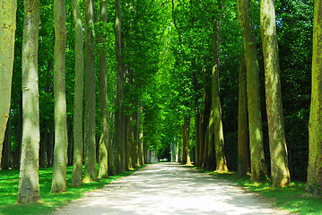 Image showing Road and trees