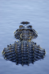 Image showing Alligator partially submerged everglades state national park florida usa