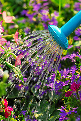 Image showing Watering flowers