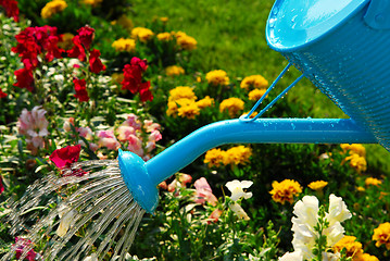 Image showing Watering flowers