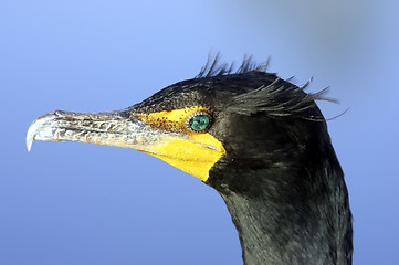 Image showing Double crested Cormorant everglades state national park florida usa