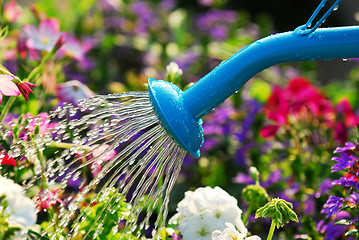 Image showing Watering flowers