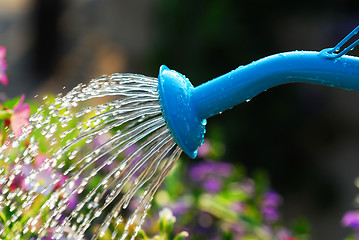 Image showing Watering flowers