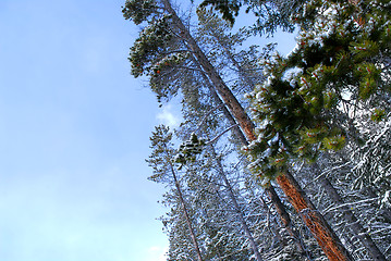 Image showing Winter pine trees