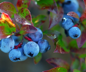 Image showing Wild Blueberries (Vaccinium myrtilloides)