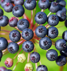 Image showing False blue berry