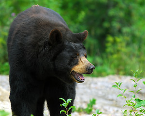 Image showing Black Bear