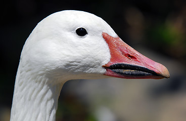 Image showing Goose