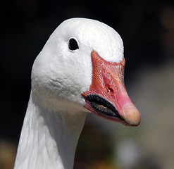 Image showing Goose